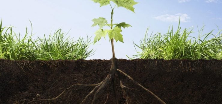 为什么植物的根向下生长，茎向上生长？