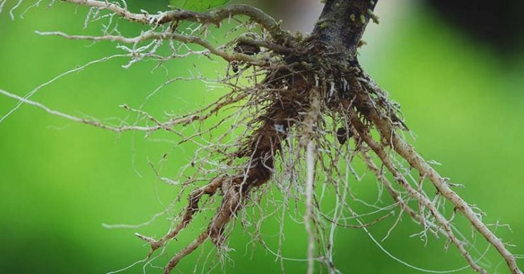为什么植物要长很长的根？
