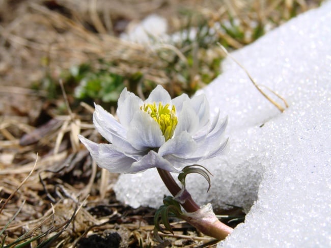 为什么雪莲花不畏冰雪高寒？