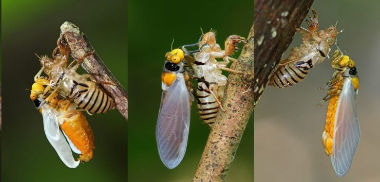 为什么昆虫会蜕皮？