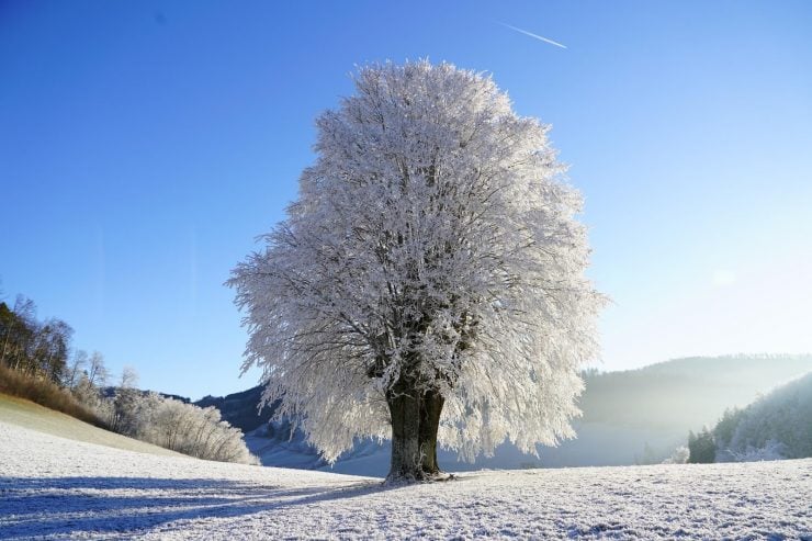 不同的树过冬方法相同吗？
