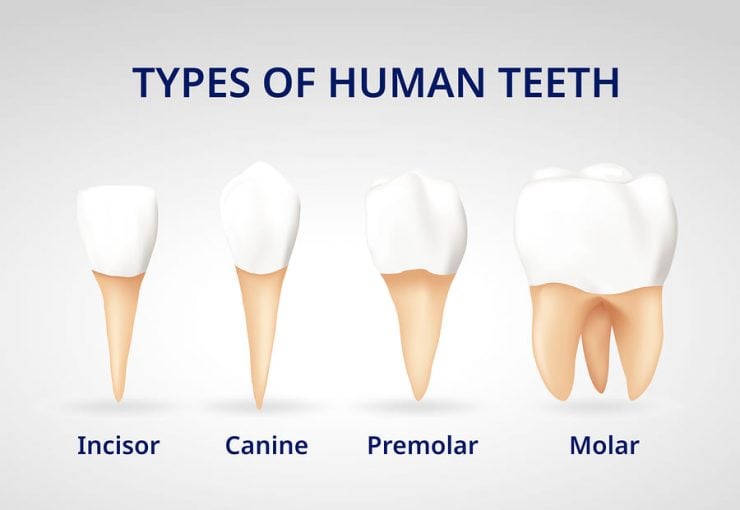 为什么牙齿有不同的形状？
