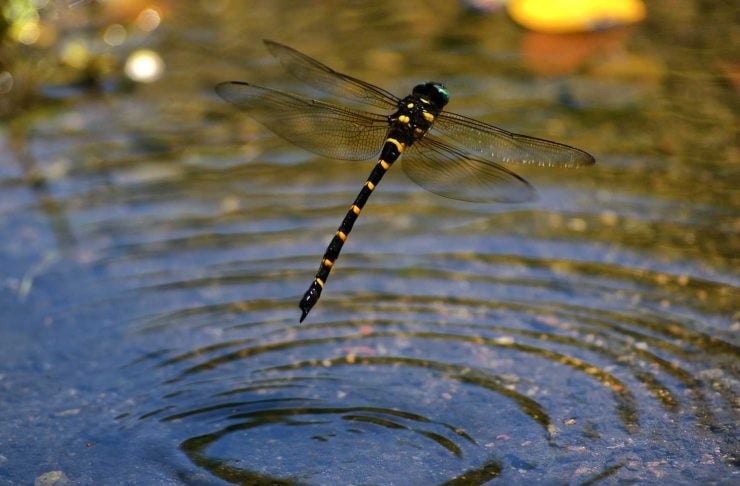为什么蜻蜓要点水？
