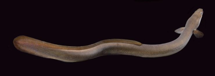 为什么盲鳗可以吃比它大得多的鱼？