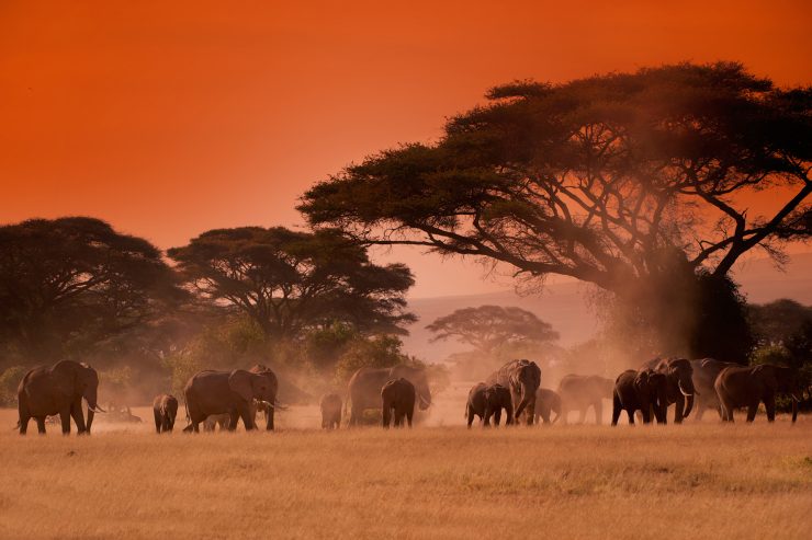 为什么肯尼亚享有“野生动物天堂”的美誉？