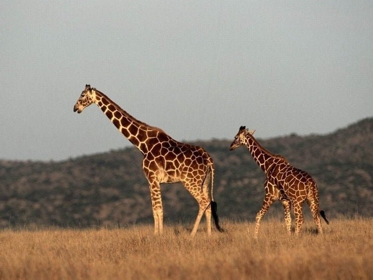 为什么长颈鹿的脖子特别长？