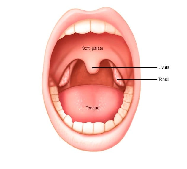 什么是小舌？