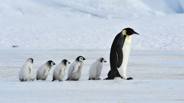 为什么企鹅不怕冷？