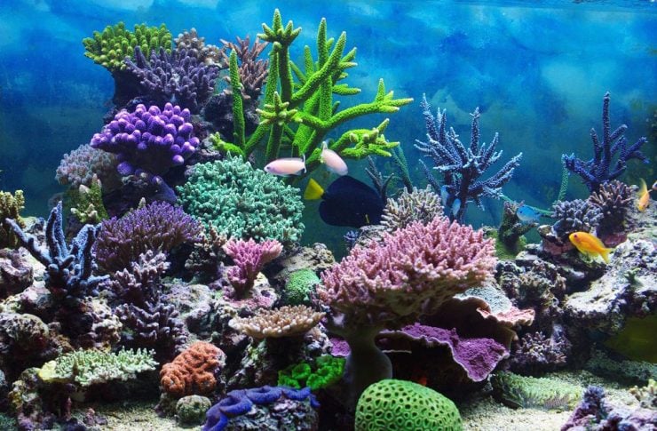 珊瑚为什么这样美？