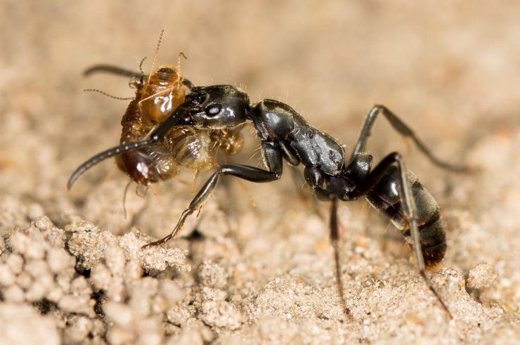 为什么说蚂蚁可以用来治病？