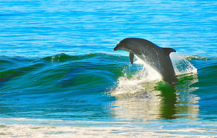 为什么海豚游得非常快？