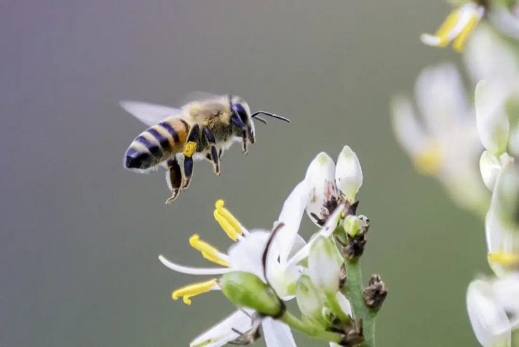 为什么蜜蜂蜇人后自己也会死掉？